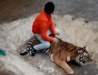 호랑이등에올라타세요 주식회사 | "꼬리 잡아당기고 등에 올라타기까지..." 호랑이 괴롭히는 사육사