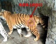 호랑이등에올라타세요 주식회사 | "꼬리 잡아당기고 등에 올라타기까지..." 호랑이 괴롭히는 사육사