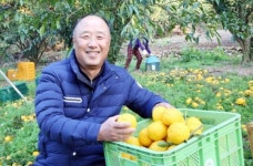 고흥 박태화 명인,유자 유기농 재배로 연 2억 6천만 원 소득