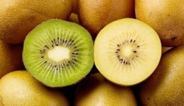 플라이 키위(Fly kiwi) | 뉴질랜드, 한국 아니다…99%가 틀리는 과일 '키위'의 원산지