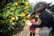 제주농협 ‘감귤데이’ 언제가 좋을까