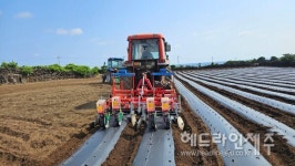 제주스마트파종센터 | 제주, 땅콩 기계화 생산단지 조성...노동력 절감 파종방법 개선