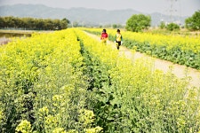 제천 의림지 뜰, 유채꽃 만개