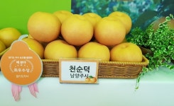 남양주시 브랜드 '먹골배', 경기도 과수 품평회 최우수상 수상