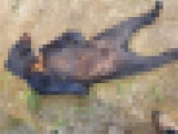 용인 사육장서 탈출한 곰 3일째 못 찾아… 전문가 10명 수색에도 흔적無