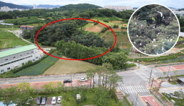 "소음·악취 숨막혀"… 청주 송절동 주민들 '백로 전쟁'