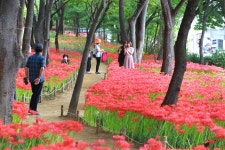 그린웨이자동차공업사유 | (기획) 대구 서구 공업단지 산책로 '그린웨이' …3km 구간 '녹색 힐링' 명소로 입소문