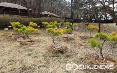 단양군, 아기천사 탄생 축하 황금소나무 22본 식재