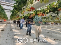 법인홍천협업팜 | 홍천군 스마트팜에서 딴 딸기, 내 손으로 케이크까지...홍천 어린이 체험 '눈길'
