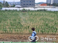옥천군, 벼·옥수수 병해충 항공방제 실시...총 1억2000만 원 투입