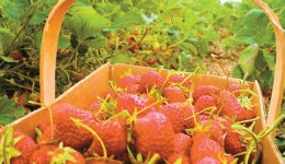 딸기 축제·농장 나들이…Have a Berry good time!