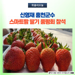 법인홍천협업팜 | 신영재 홍천군수, 스마트팜 딸기 품평회 참석