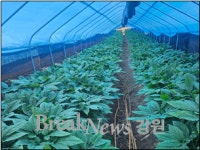 농업회사법인홍천6년근인삼(주)제2공장 | 홍천군, 기후변화 뚫고 명품 6년근 인삼 지킨다… 재배 혁신 시범 사업 '본격화'