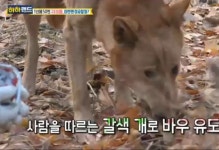 '하하랜드' 성수동 떠돌이 바우, 친구 동원한 포획 작전 "굶으면 죽어"