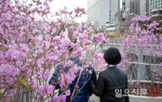 진달래공원묘원재 | 서울역 고가공원에 만개한 진달래