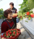 (포토) 빨갛고 탐스러운 ‘분이네 딸기’