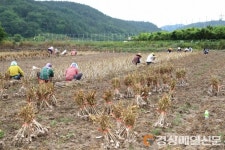 의성, 영농철 농촌지역 일손돕기 ‘큰 호응’