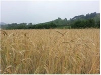 효진바이오뱅크(주)영산주유소 | 호밀 신품종 종자 구입 쉬워진다
