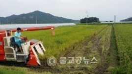 장암농협연쇄점 | 부여군 장암면 첫 벼 베기