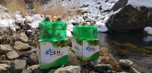 가득봉고로쇠작목반 | 충북도, 나무가 주는 봄의 선물 고로쇠 수액