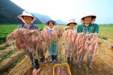 지리산농임산물판매장 | 달콤한 '지리산 산청 밤고구마'