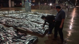 고등어 쏟아지는 부산 공동어시장ㆍ대구 농수산물도매시장, 가장 먼저 새벽 깨우는 사람들(극한직업)
