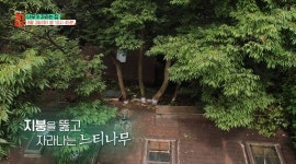 느티나무집(장릉후문) | 평택 채석장→느티나무집, 자연 존중하는 집(건축탐구 집)