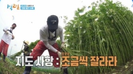 (주)엠에스자원 인력사무소 | 안동포 주 재료 대마 줄기…'1박 2일' 역대급 중노동 인력 사무소 투입