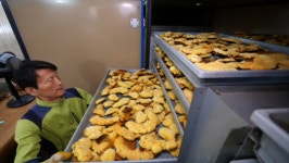 '극한직업' 산청 상황버섯ㆍ춘천 백봉 오골계ㆍ화순 흑염소 농장, 정성으로 키운 가을 보양식