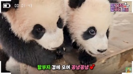 "감당하기 힘들 정도" 쌍둥이 판다 루이바오·후이바오, 서로 다른 성향 공개