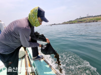 울산 울주군, 어린 해삼 방류