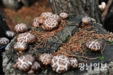 장흥보광표고 | ‘장흥표고’ 소비자신뢰 대표브랜드 대상 수상