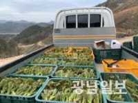 모래내농산직판 | 영광 자연산 ‘두릅’ 본격 출하