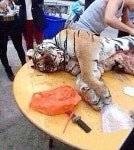 중국성기라성 | 中 사업가 "정력 좋다면" 호랑이 불법 포획