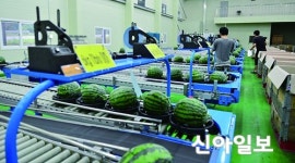 논산, 최고 품질 자랑 예스민수박 본격 출하