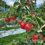 태백시, 추석맞이 '태백사과' 브랜드 마케팅 추진