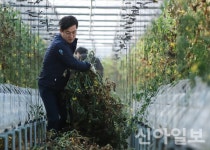 강명기토마토농장 | 허태정 대전시장 후보, 토마토 농장 찾아 '현장 행보'…도시농업 강조