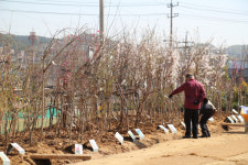 정관장홍삼용인전시판매장 | 가격·품질·서비스 갖춘 용인 나무전시판매장
