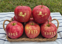 경상북도경주교육지청(복실이농산) | 경북 사과에 새긴 '경주 APEC'