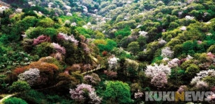 비단본가온라인 | 금산군, 비단고을 산꽃축제 10일 온라인 개막