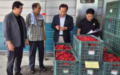 봉화군 조합공동사업법인, 홍고추 600t 수매