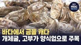 바다에서 금을 캐다..개체굴 본격 출하