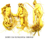 (주신정고려인삼 | 이 소개하는 개성고려인삼의 외형적 특징과 효능