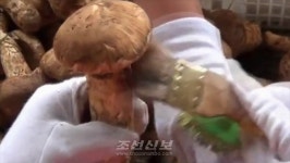 칠보산송이H&B | 북 칠보산송이버섯풍습, 국가비물질문화유산으로 등록