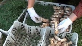 칠보산송이H&B | 북 칠보산송이버섯풍습, 국가비물질문화유산으로 등록