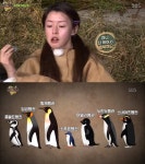 '정글의 법칙' 헬로비너스 나라, '먹나라' 전복구이 먹방… 쇠푸른 펭귄의 앙증맞은 모습은?