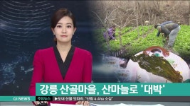 강릉 산골마을, 산마늘로 대박