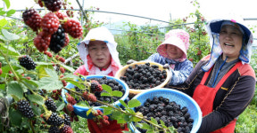 거창 무농약 블랙베리 첫 수확