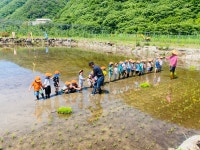 모내기참밥집 | 양산부산대병원 어린이집 모내기 체험