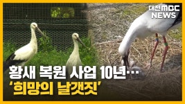 황새 복원 사업 10년..‘희망의 날갯짓’/투데이